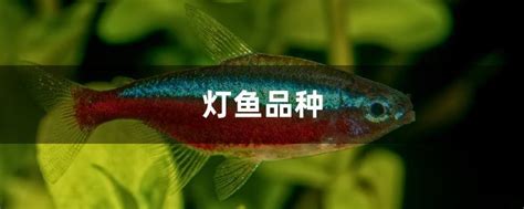 燈科魚種類|灯鱼品种大全介绍（60个灯鱼种类和图片）